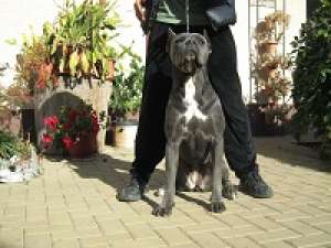 Pui Cane Corso Pedigree,  Linie Deosebita