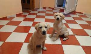 pui labrador retriever
