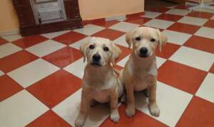 pui labrador retriever