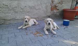 pui labrador retriever