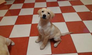 Labrador Retriever