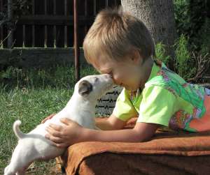 Pui bull-terrier de vanzare