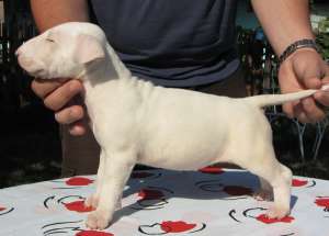 Pui bull-terrier de vanzare