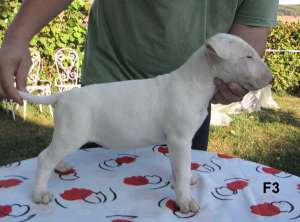 Pui bull-terrier de vanzare