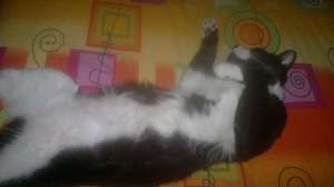 donez pufosenie
