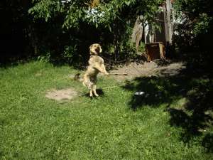 caut stapan pentru un  catel metis lup