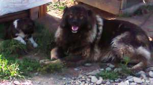 femela caucazian