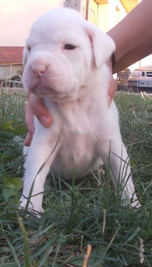 Vand pui BOXER