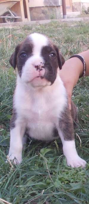 Vand pui BOXER