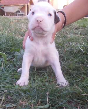 Vand pui BOXER