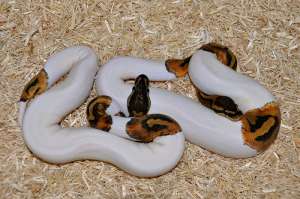 python mingea şerpi disponibile.