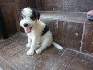 Vand catei din rasa Fox Terrier