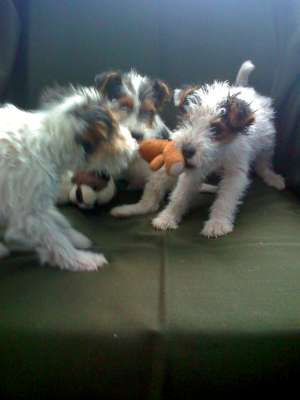 Vand catei din rasa Fox Terrier