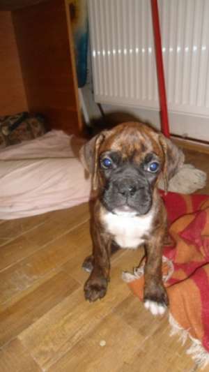 Vand pui boxer