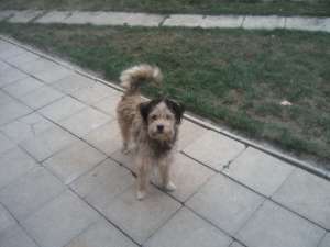 caine spre adoptia