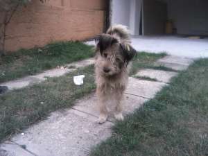 caine spre adoptia