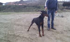 vand/schimb femela de doberman rasa pura