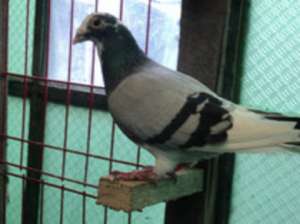 VAND PORUMBEI VOIAJORI,  ,  STRAINI,  , 