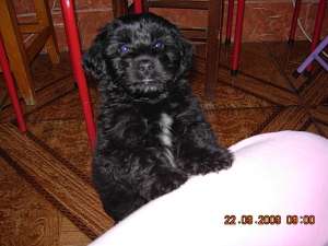 PARTICULAR VAND BICHON