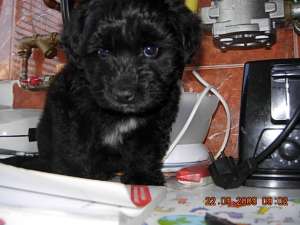 PARTICULAR VAND BICHON