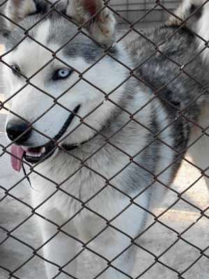 Vand husky urgent  oferta avantajoasa.