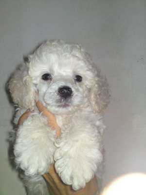 vand pui poodle/caniche pitic albi