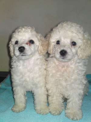 vand pui poodle/caniche pitic albi