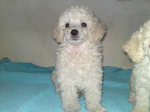 vand pui poodle/caniche pitic albi