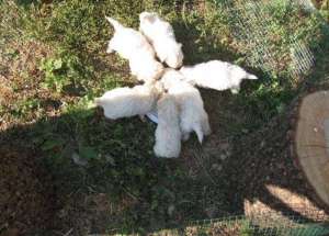 Bichon Maltese