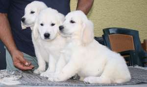 Golden Retriever