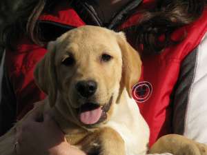 ofer pui labrador cu pedigree