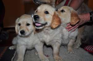 puiuti golden retriever de vanzare