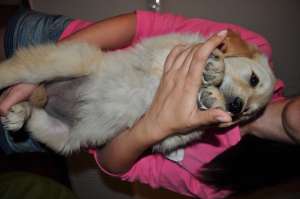 puiuti golden retriever de vanzare