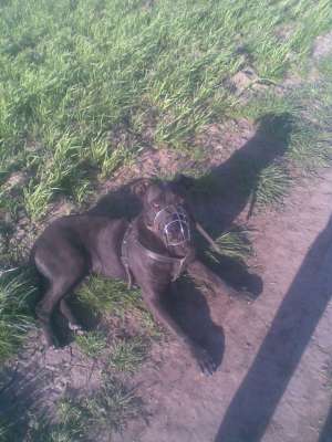 mascul pitbul pnt monta