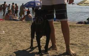 mascul pitbul pnt monta