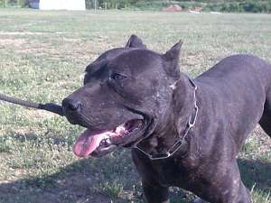mascul pitbul pnt monta