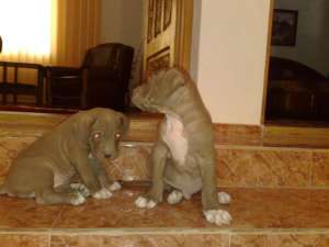 pui cane corso de vanzare
