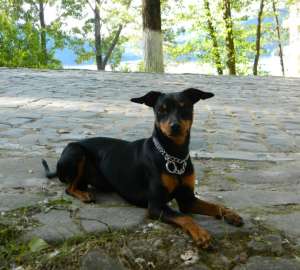 Ofer mascul Pinscher Pitic pentru monta