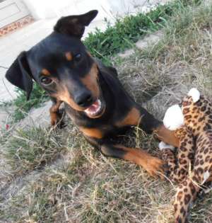 Ofer mascul Pinscher Pitic pentru monta
