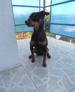 Ofer mascul Pinscher Pitic pentru monta