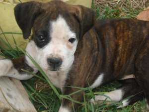Vand 2 pui BOXER GERMAN