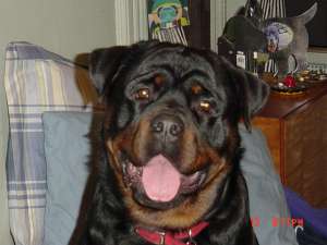 vand catei rottweiler talie ft mare