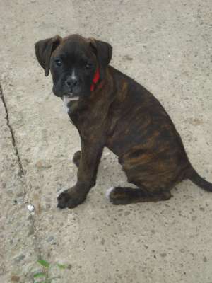 Vand 2 pui BOXER GERMAN