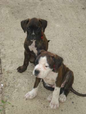 Vand 2 pui BOXER GERMAN