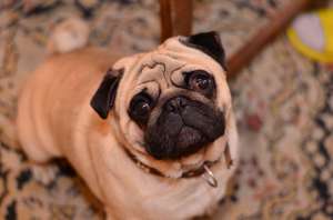 ofer pt monta mascul in varsta de 2 ani rasa mops pug-culoare bej/vaccinat la zi