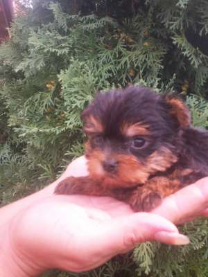vand yorkshire terrier