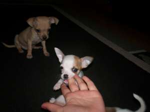 vand chihuahua TOY!!!!!!!!