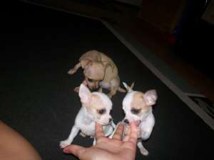 vand chihuahua TOY!!!!!!!!