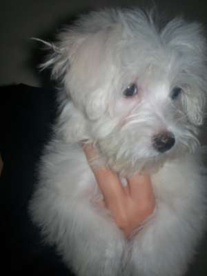 vand bichon maltez TOY!!!!!!
