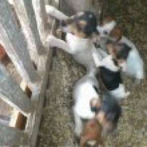 JACK RUSSEL TERRIER